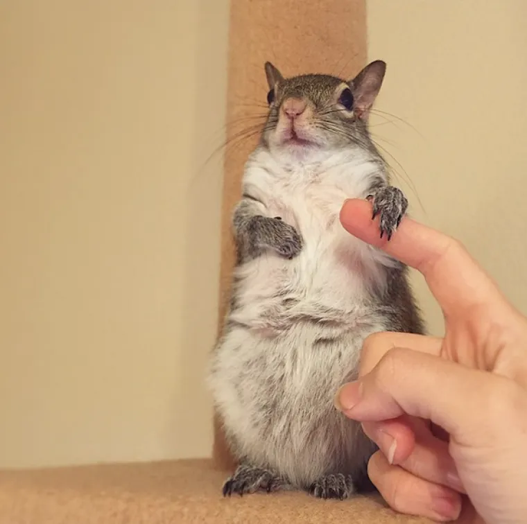 Vjeverica pala s drveta za vrijeme uragana pa postala savr&scaron;en kućni ljubimac