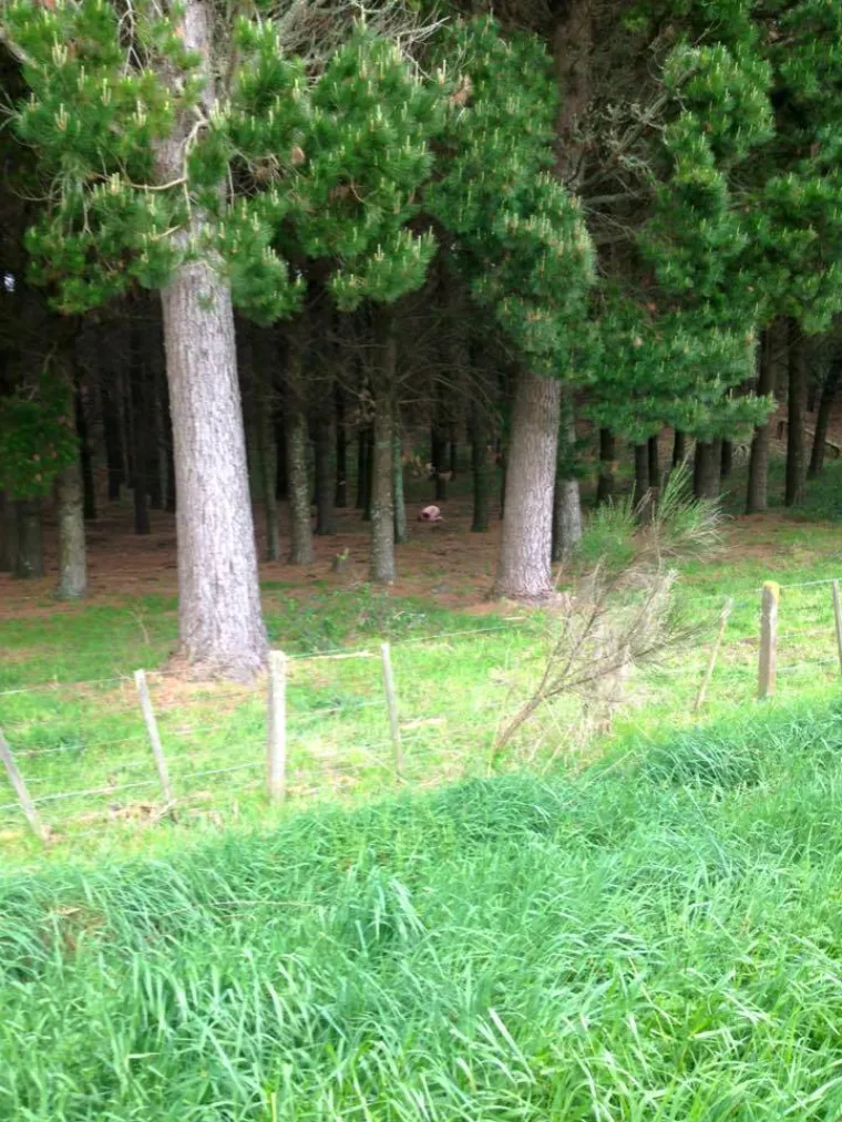 Najnoviji internetski trend je opona&scaron;anje smrznute piletine. Kraj je stvarno blizu...