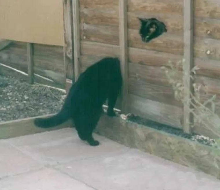 TESTIRAJTE SVOJ UM: Slike koje morate pogledati jako dobro da biste vidjeli &scaron;to kriju