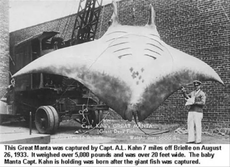 Ne, to nisu fotomontaže, to su prave grdosije u životinjskom carstvu!