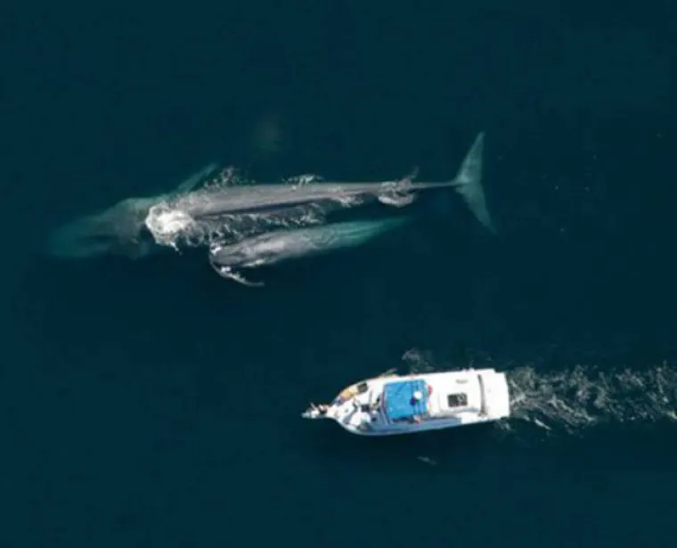 Ne, to nisu fotomontaže, to su prave grdosije u životinjskom carstvu!