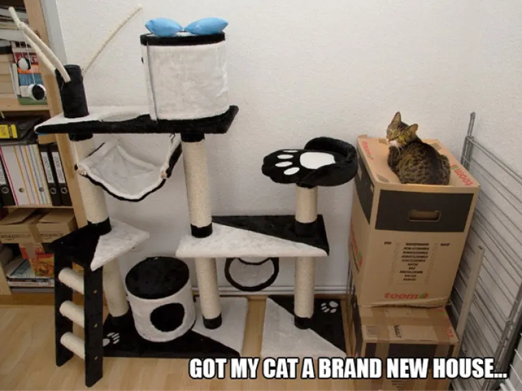 Mačka je dobila novi dom.