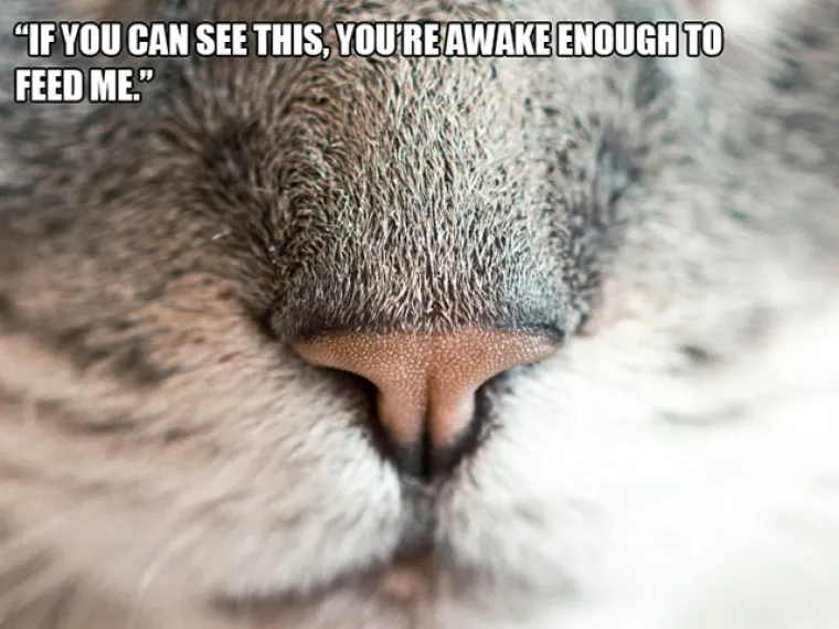 Ako vidi&scaron; ovo, dovoljno si budan da me nahrani&scaron;.