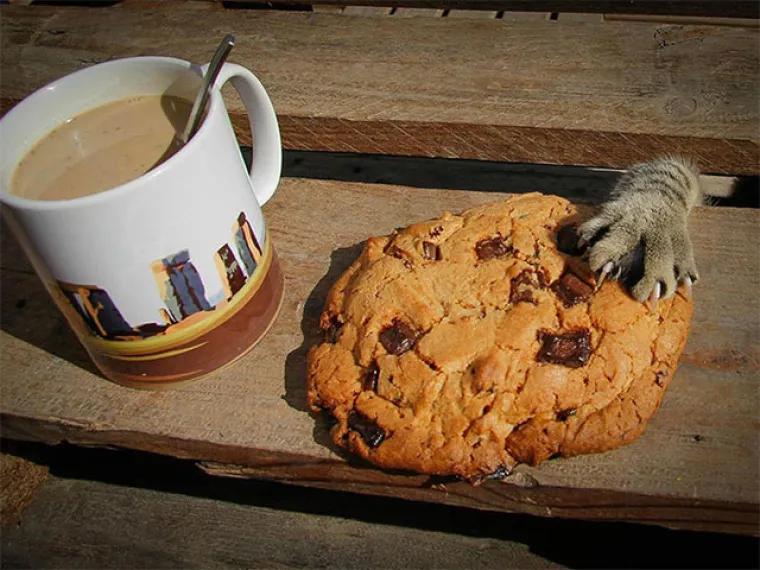 Prizori s kojima se mogu identificirati ba&scaron; svi vlasnici mačaka