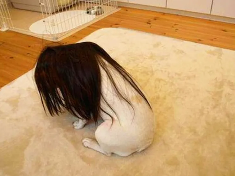 Ako iz nekog razloga želite stvarno prestraviti svoje ukućane, prijatelje ili možda potpune strance, u galeriji smo okupili neke od uspješnih tuđih pokušaja koji vam mogu poslužiti kao inspiracija.