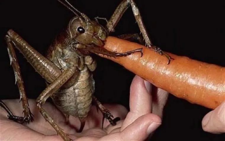 NIJE ZA STRAŠLJIVE! Priroda zna kako nas prestraviti, provjerite jeste li imuni