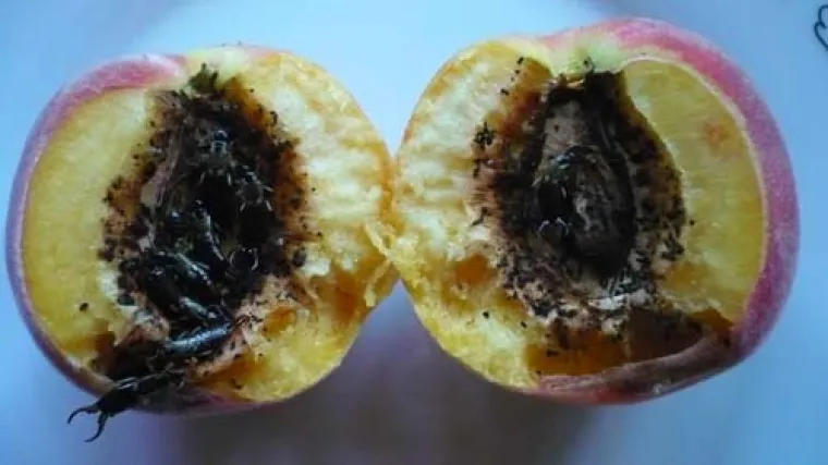 NIJE ZA STRAŠLJIVE! Priroda zna kako nas prestraviti, provjerite jeste li imuni