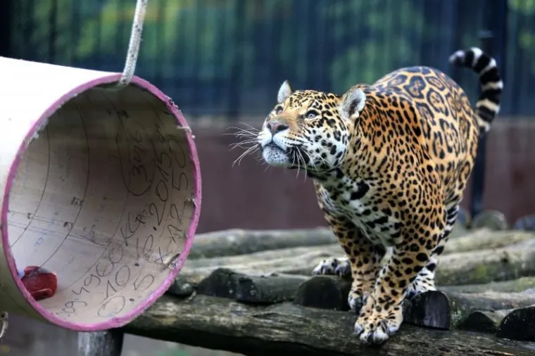 ŽIVOTINJE DOBILE POKLONE: Osječki Zoolo&scaron;ki vrt proslavio 60. rođendan