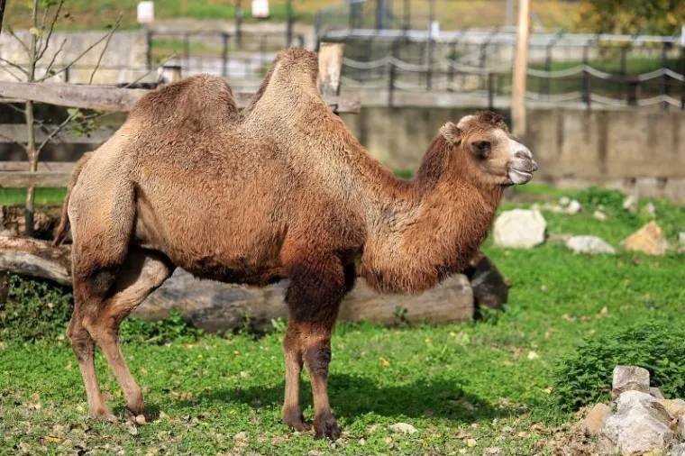 ŽIVOTINJE DOBILE POKLONE: Osječki Zoolo&scaron;ki vrt proslavio 60. rođendan