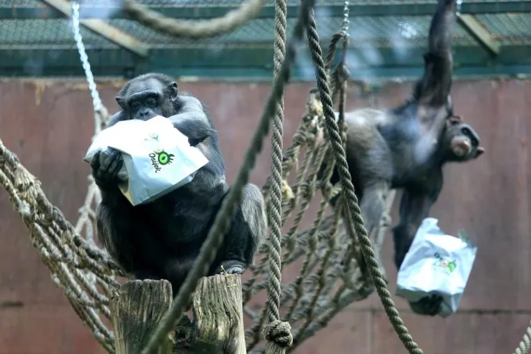 ŽIVOTINJE DOBILE POKLONE: Osječki Zoolo&scaron;ki vrt proslavio 60. rođendan