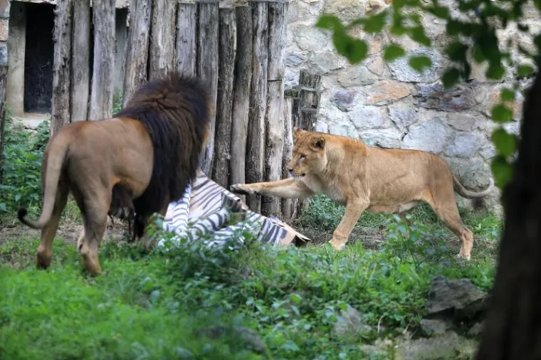 Lavovi su bili oprezni prilikom "otvaranja" poklona.
