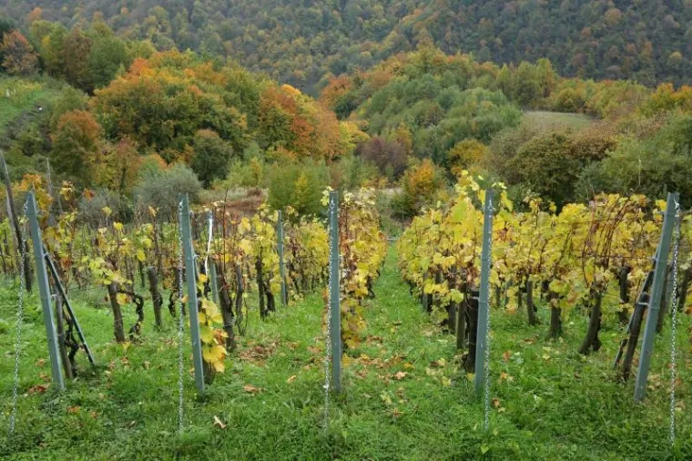 Ne znate kamo za vikend? Najavljeno lijepo vrijeme savršena je prilika za izlet u prirodu. Ako vam Žumberak nije blizu, sigurno možete barem negdje udahnuti malo svježeg zraka, pa makar u parku.