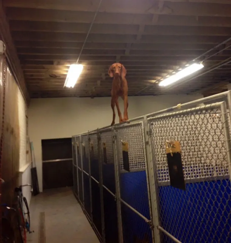 Psi shvatili da ba&scaron; nisu najbistriji, njihovi pogledi govore tisuću riječi