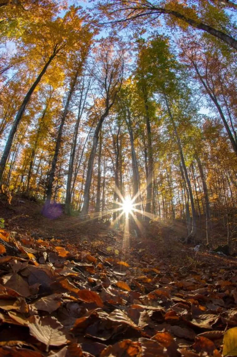 Fotograf agencije Pixsell snimio je doista prekrasne fotografije u Parku prirode Učka.