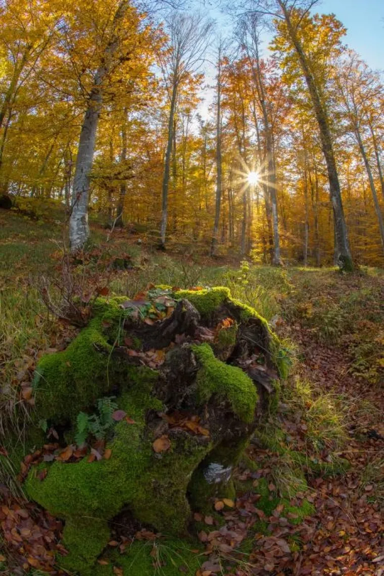 Fotograf agencije Pixsell snimio je doista prekrasne fotografije u Parku prirode Učka.