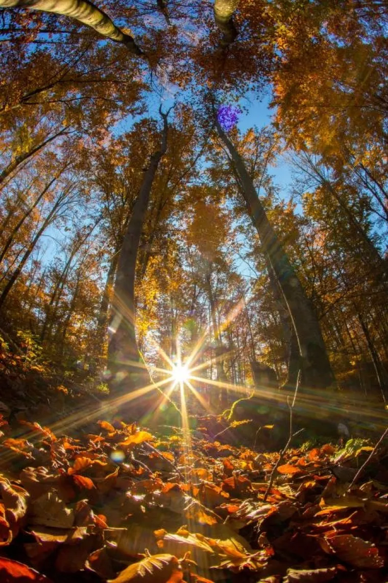 Fotograf agencije Pixsell snimio je doista prekrasne fotografije u Parku prirode Učka.