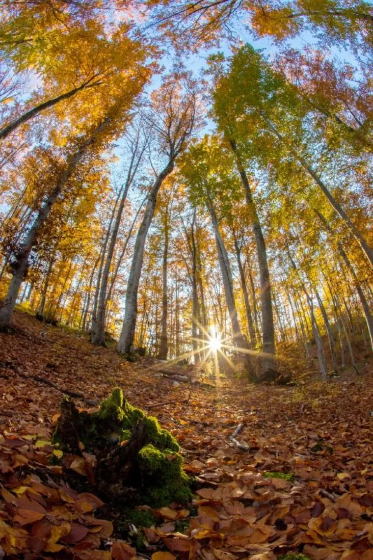 Fotograf agencije Pixsell snimio je doista prekrasne fotografije u Parku prirode Učka.