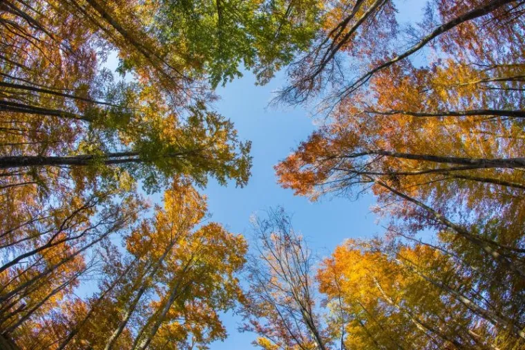 Fotograf agencije Pixsell snimio je doista prekrasne fotografije u Parku prirode Učka.