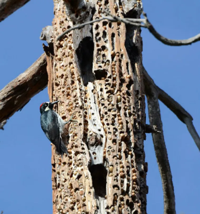 Imate li tripofobiju? Uspijete li pogledati galeriju do kraja, sigurno nemate