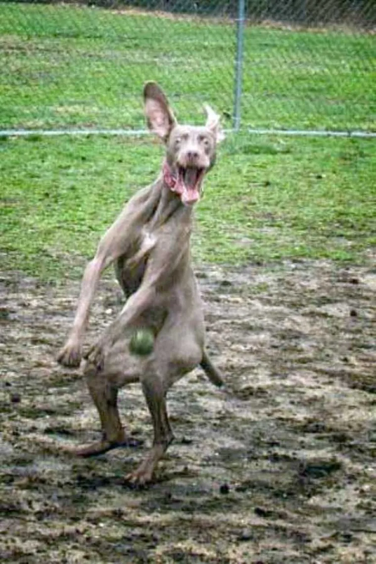 Dokaz da ba&scaron; svatko s mobitelom može snimiti super fotku, čak i posve slučajno