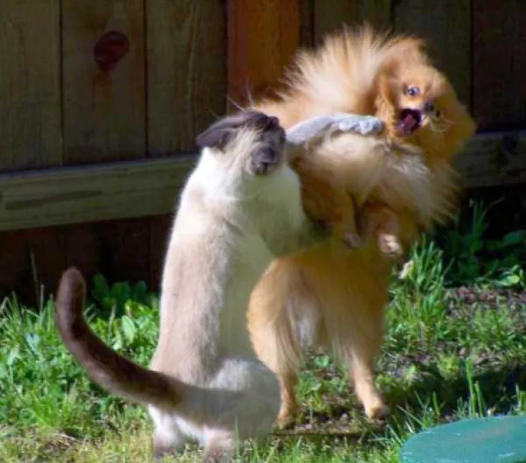 Dokaz da ba&scaron; svatko s mobitelom može snimiti super fotku, čak i posve slučajno