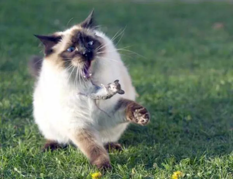 Dokaz da ba&scaron; svatko s mobitelom može snimiti super fotku, čak i posve slučajno