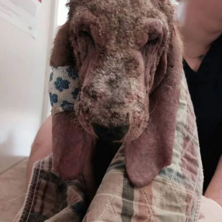 Prona&scaron;li psa na vratima smrti, pogledajte čudesne prizore potpunog oporavka