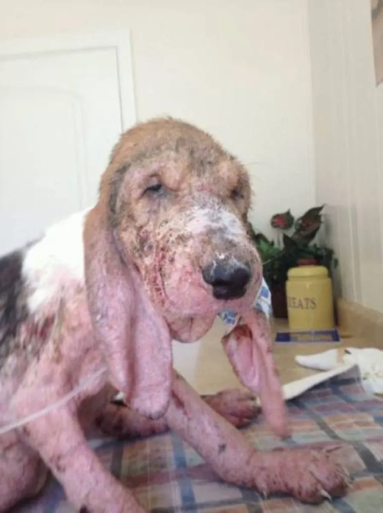 Prona&scaron;li psa na vratima smrti, pogledajte čudesne prizore potpunog oporavka