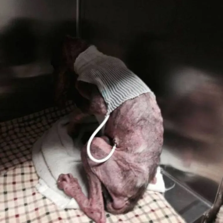 Prona&scaron;li psa na vratima smrti, pogledajte čudesne prizore potpunog oporavka