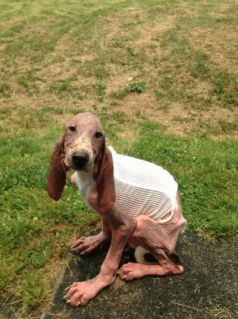 Prona&scaron;li psa na vratima smrti, pogledajte čudesne prizore potpunog oporavka