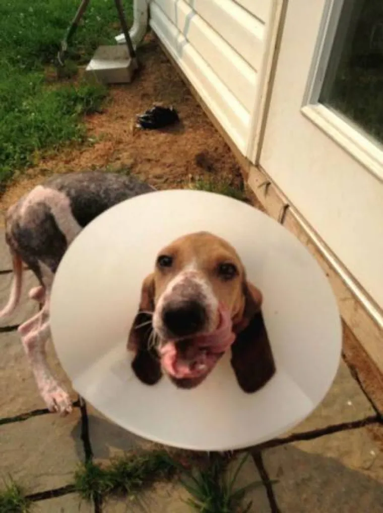 Prona&scaron;li psa na vratima smrti, pogledajte čudesne prizore potpunog oporavka