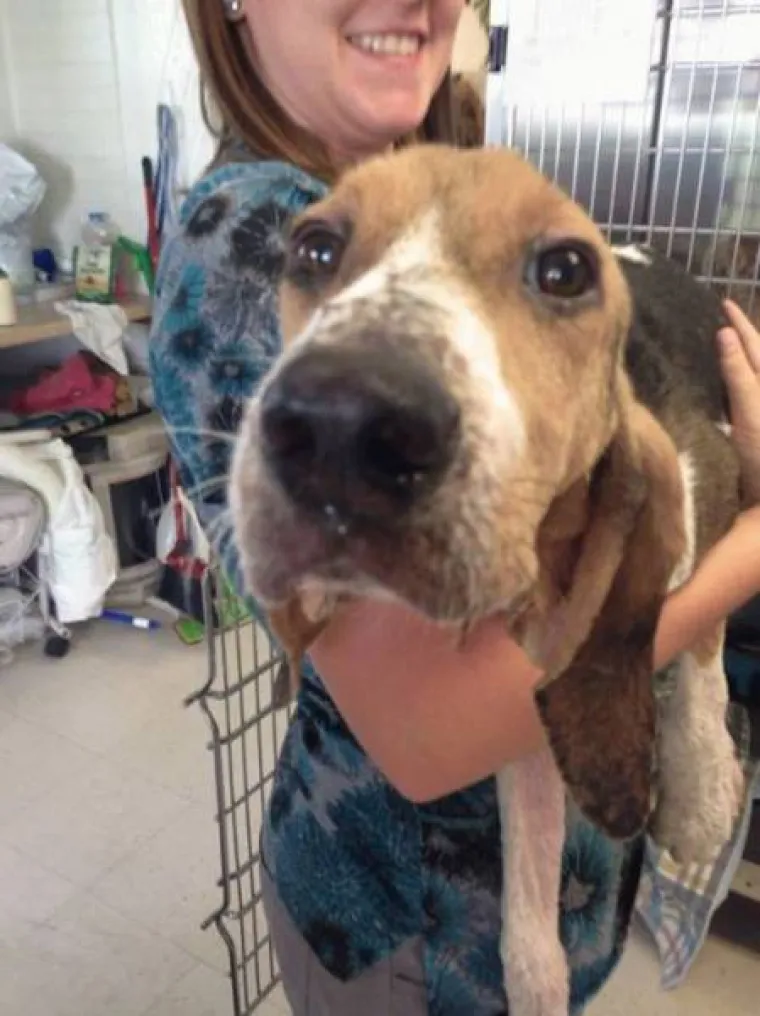 Prona&scaron;li psa na vratima smrti, pogledajte čudesne prizore potpunog oporavka