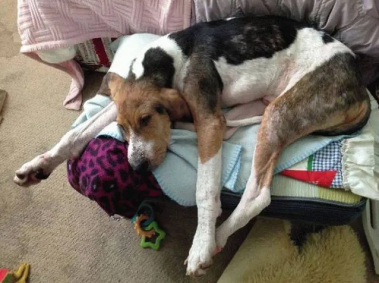 Prona&scaron;li psa na vratima smrti, pogledajte čudesne prizore potpunog oporavka