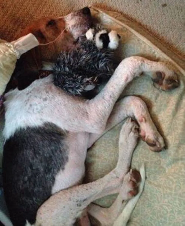 Prona&scaron;li psa na vratima smrti, pogledajte čudesne prizore potpunog oporavka