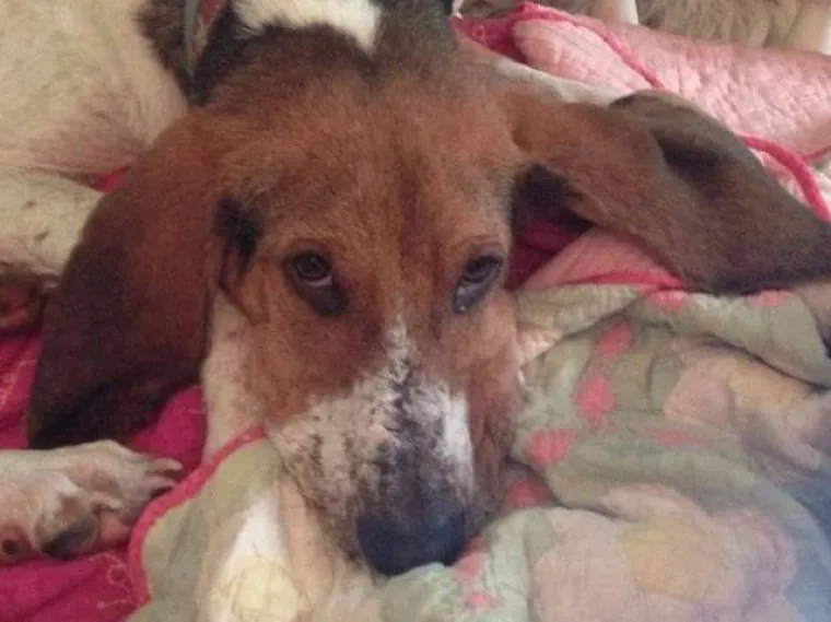 Prona&scaron;li psa na vratima smrti, pogledajte čudesne prizore potpunog oporavka