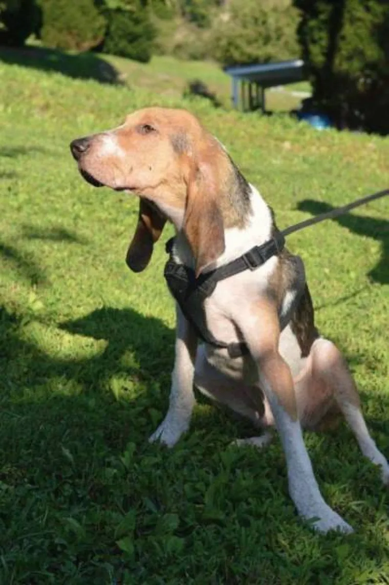 Prona&scaron;li psa na vratima smrti, pogledajte čudesne prizore potpunog oporavka