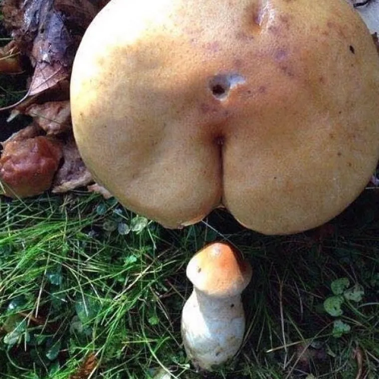 JESTE LI PERVERZNJAK? Ovisi o tome &scaron;to sve vidite na fotografijama...