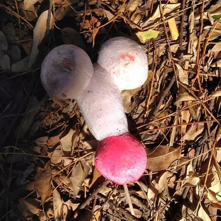 JESTE LI PERVERZNJAK? Ovisi o tome &scaron;to sve vidite na fotografijama...