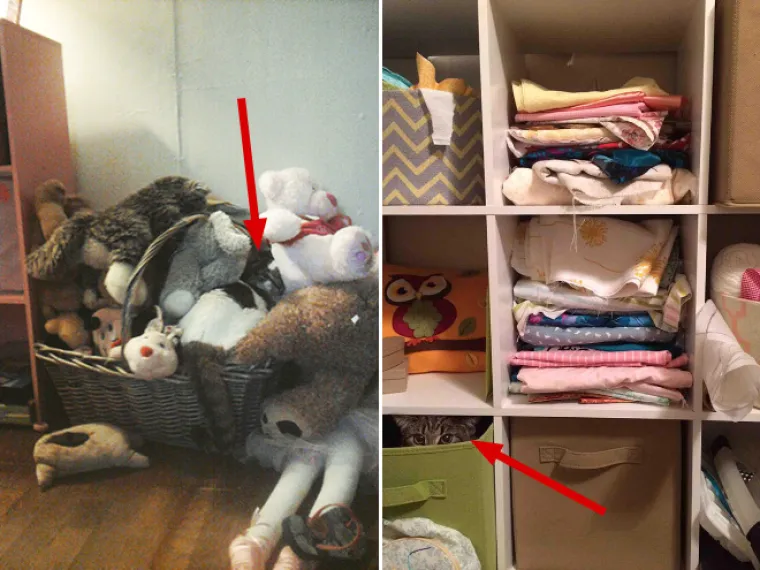 TEST ZA OČI: Samo 10 posto ljudi može pronaći mačke na ba&scaron; svim slikama