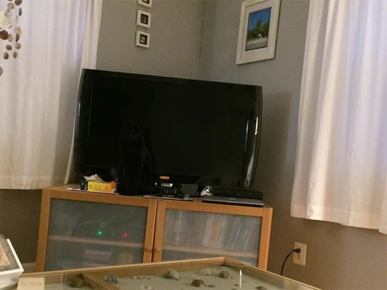 TEST ZA OČI: Samo 10 posto ljudi može pronaći mačke na ba&scaron; svim slikama