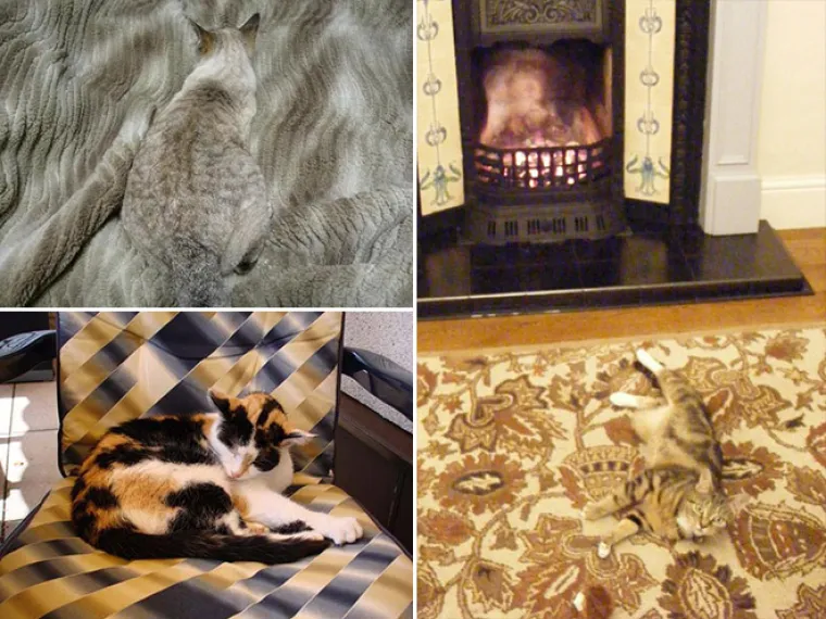 TEST ZA OČI: Samo 10 posto ljudi može pronaći mačke na ba&scaron; svim slikama