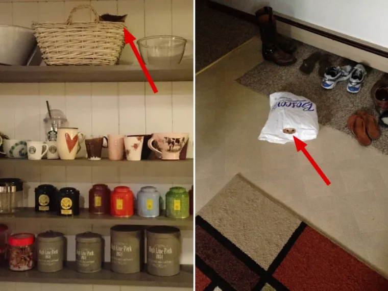 TEST ZA OČI: Samo 10 posto ljudi može pronaći mačke na ba&scaron; svim slikama