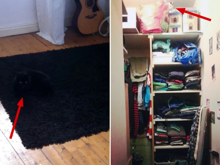 TEST ZA OČI: Samo 10 posto ljudi može pronaći mačke na ba&scaron; svim slikama