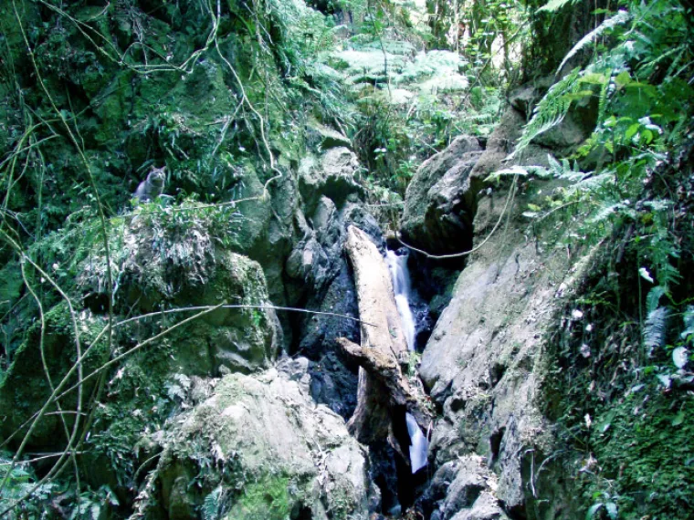 TEST ZA OČI: Samo 10 posto ljudi može pronaći mačke na ba&scaron; svim slikama