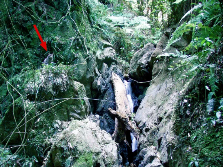 TEST ZA OČI: Samo 10 posto ljudi može pronaći mačke na ba&scaron; svim slikama