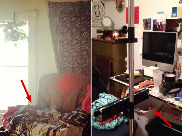 TEST ZA OČI: Samo 10 posto ljudi može pronaći mačke na ba&scaron; svim slikama