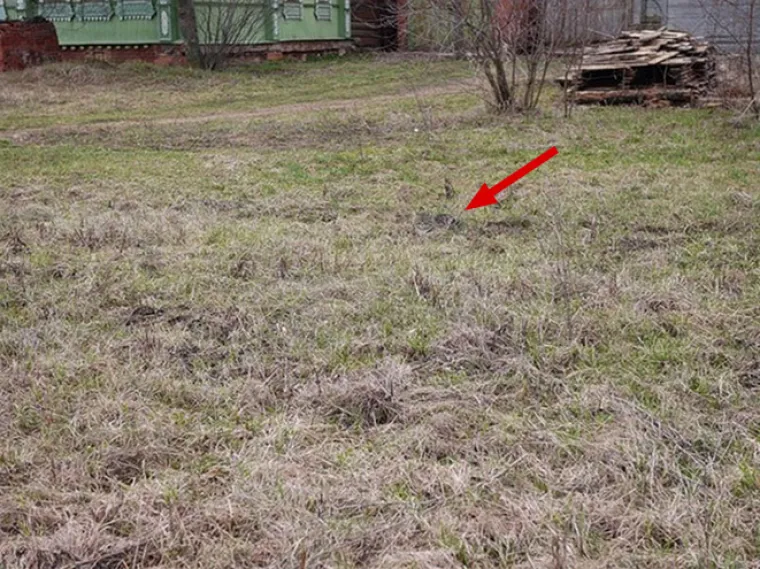 TEST ZA OČI: Samo 10 posto ljudi može pronaći mačke na ba&scaron; svim slikama