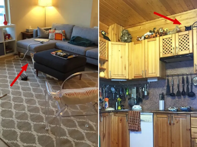 TEST ZA OČI: Samo 10 posto ljudi može pronaći mačke na ba&scaron; svim slikama