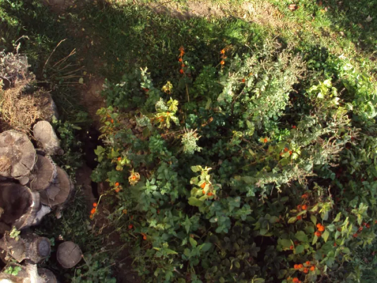 TEST ZA OČI: Samo 10 posto ljudi može pronaći mačke na ba&scaron; svim slikama