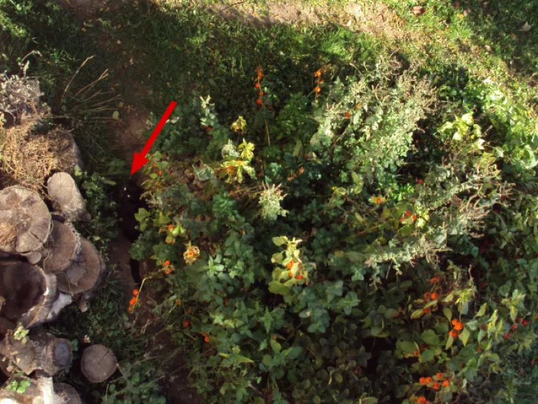 TEST ZA OČI: Samo 10 posto ljudi može pronaći mačke na ba&scaron; svim slikama